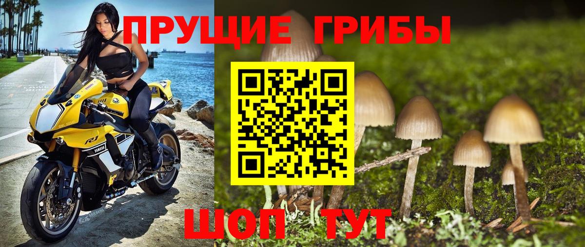 Псилоцибиновые грибы GOLDEN TEACHER  Галлюциногенные грибы прущие грибы  Пенза  Вход с VPN 